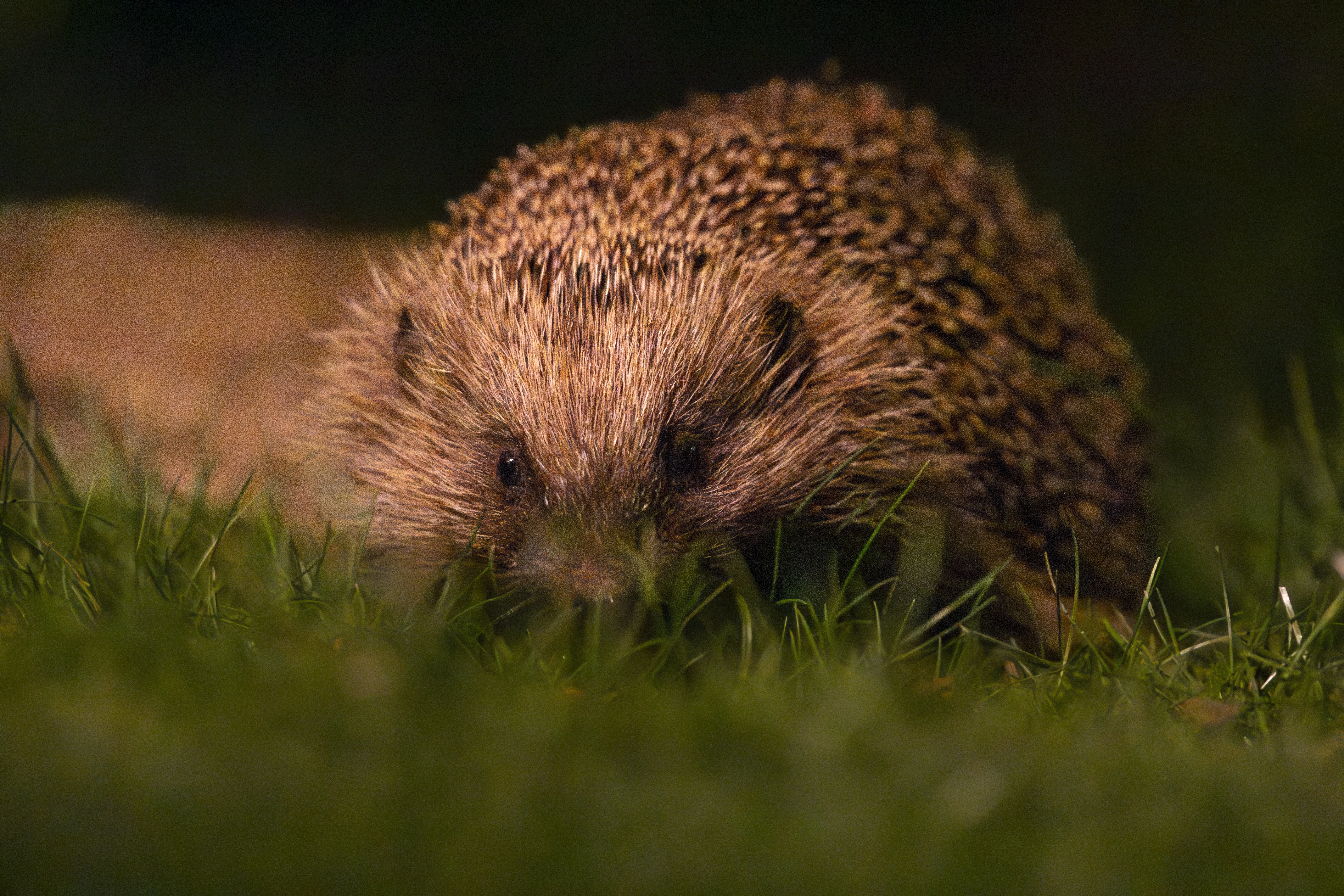 And finally. . . help the hedgehogs