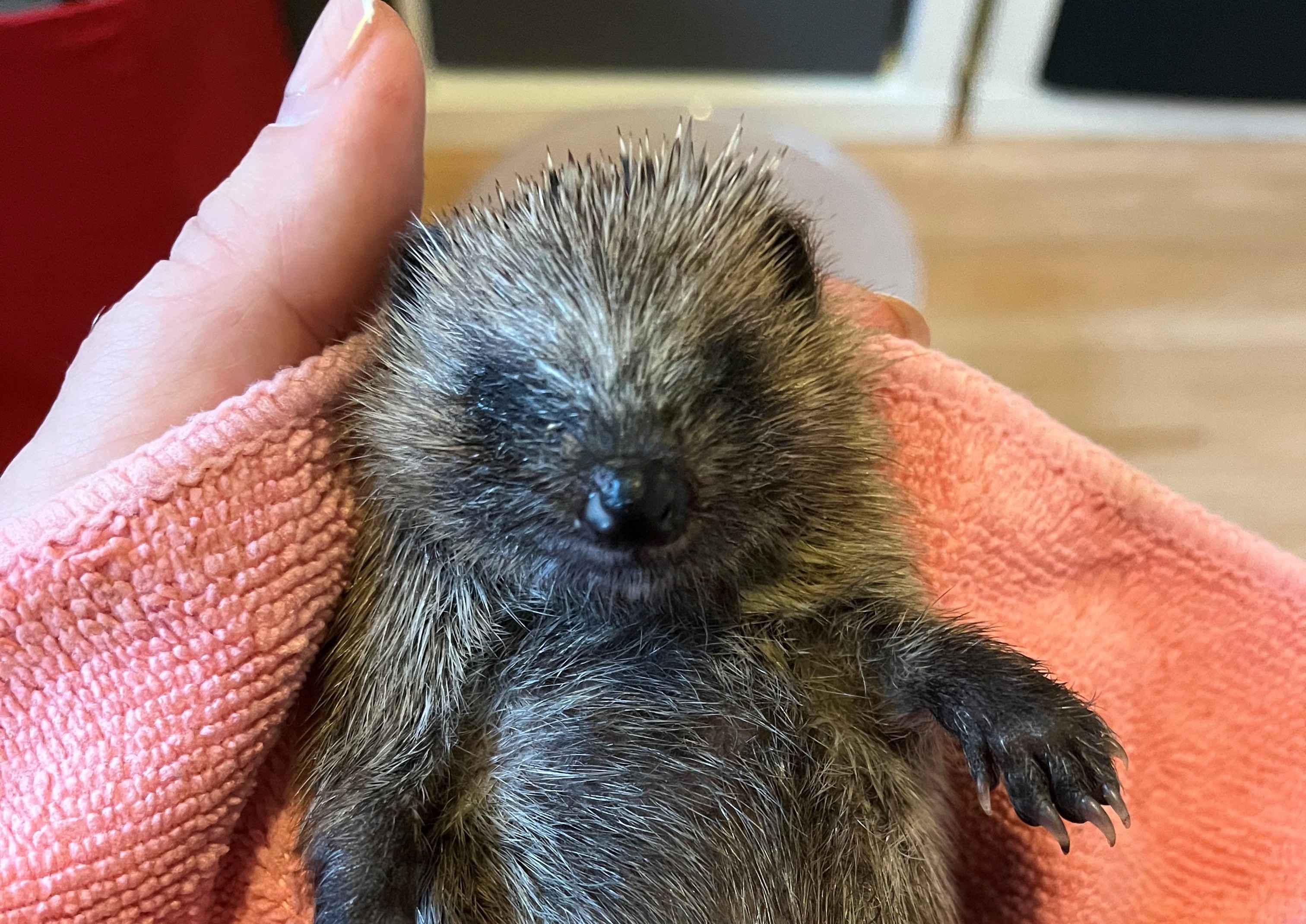 And finally… Local hedgehogs supported by Bellway