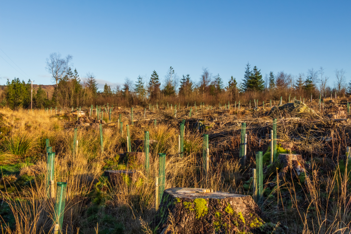 Architects call for 100-year plan for tree planting