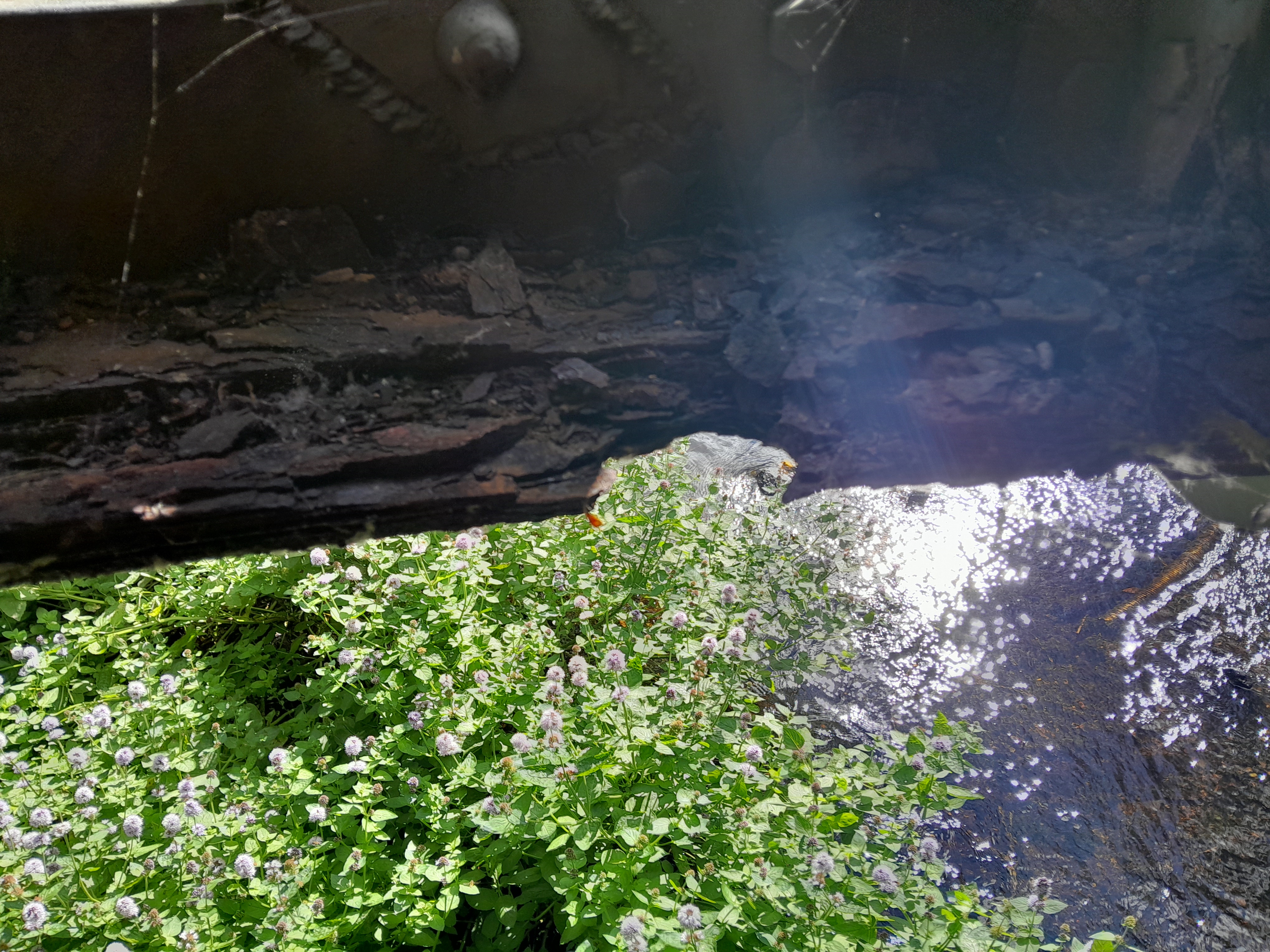 Safety concerns force closure of Forres bridge