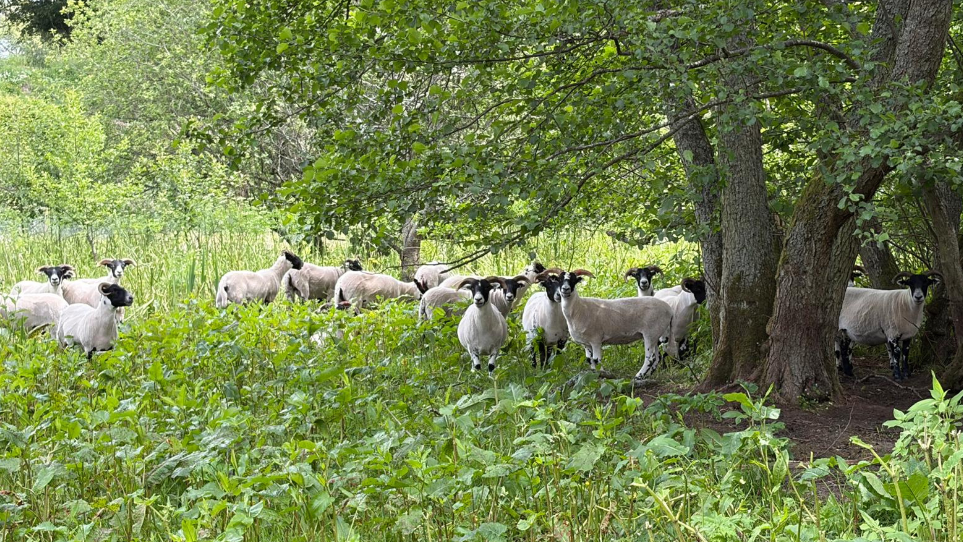 And finally... ewe-sful solution