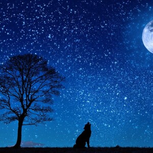 And finally… cried wolf - Vimarsana News