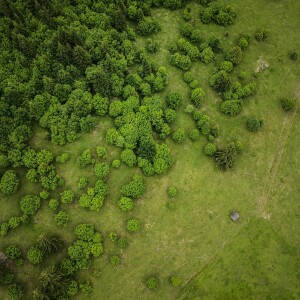 Proposals to set legally-binding biodiversity targets in Scotland backed
