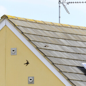 Scotland mandates swift bricks in all new buildings