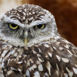 And finally… no f-owl play - Vimarsana News