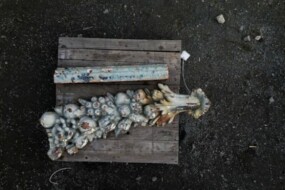 Box image