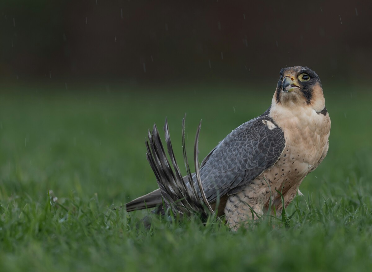 Featured article image