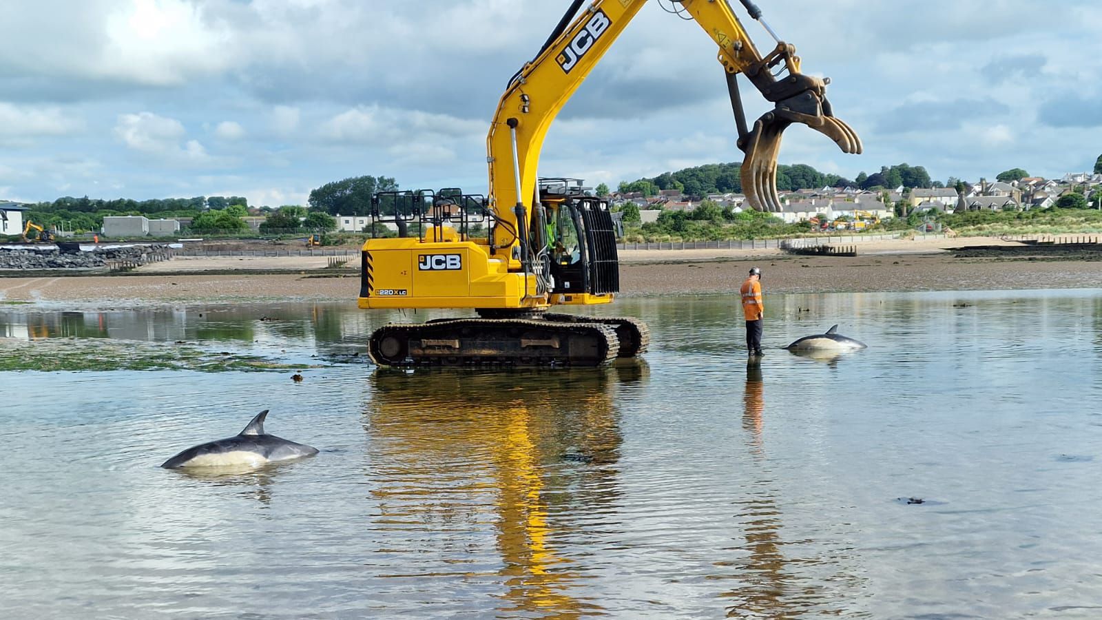 And finally... rescue with a porpoise