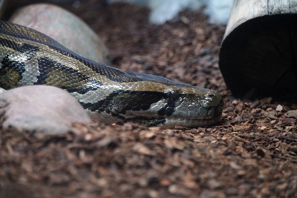 And finally… Builders find 14ft python near Greenock pub