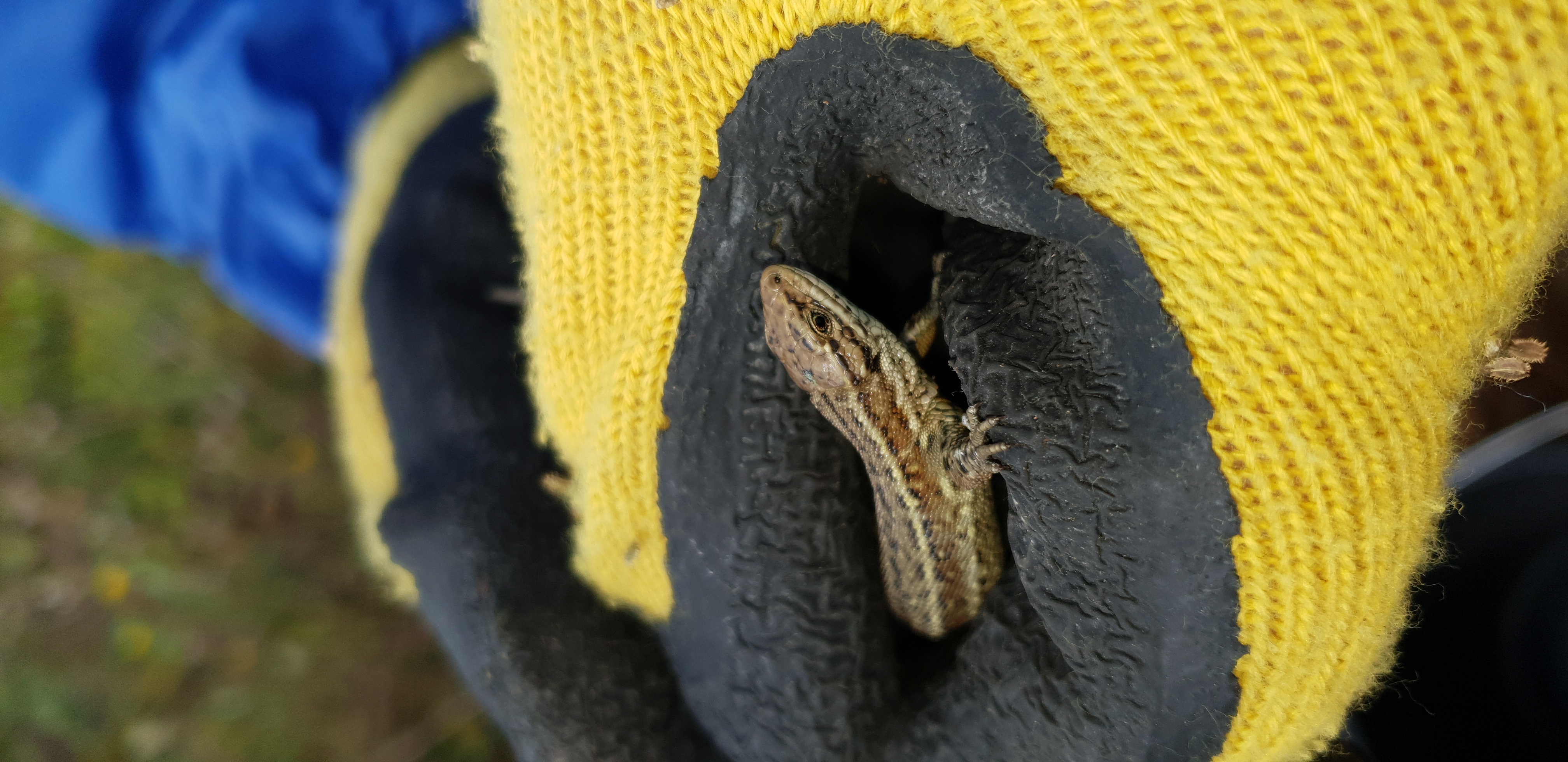 And finally... Firm invests almost half a million pounds in snakes and lizards relocation