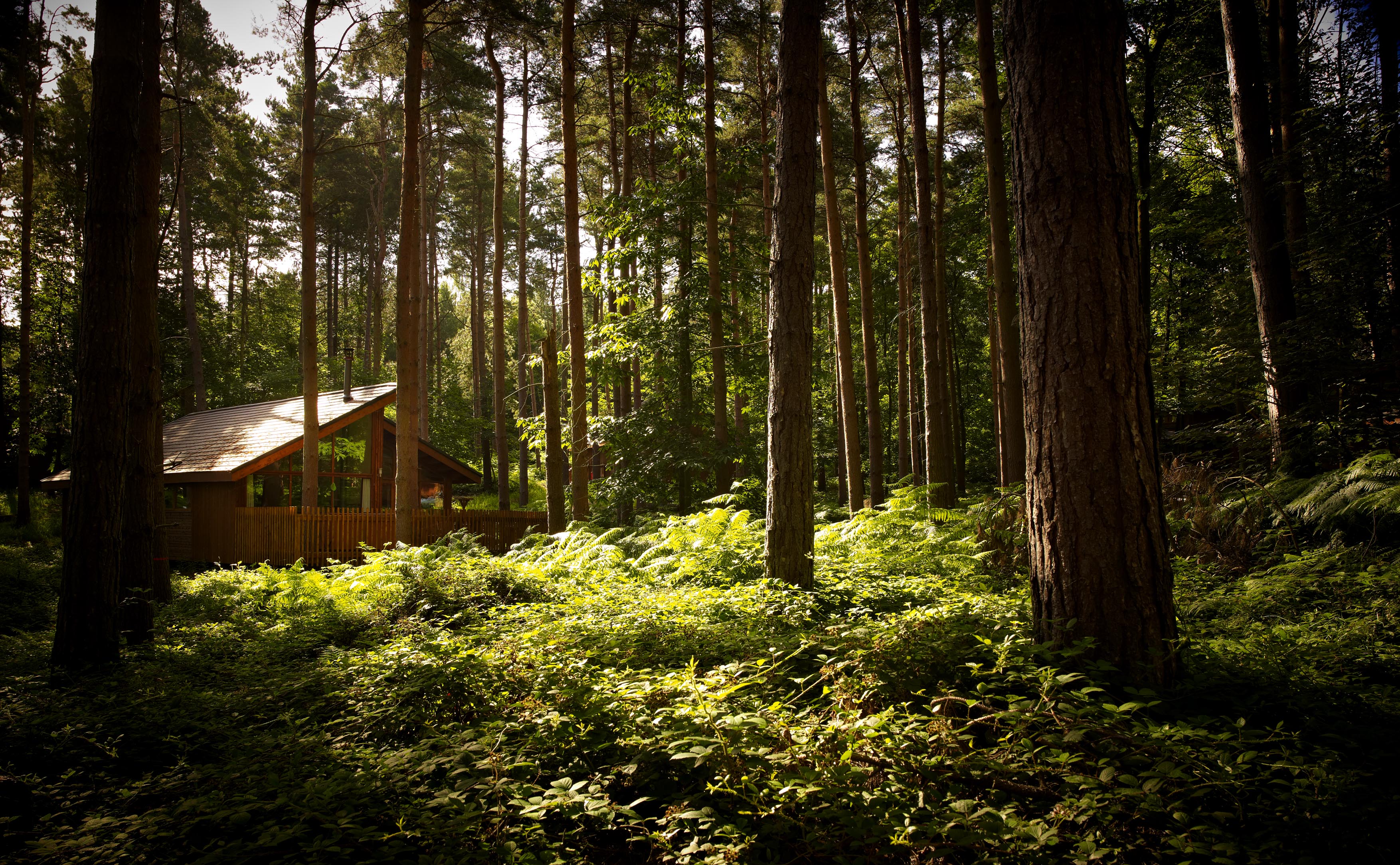 £12m eco-cabins proposal to be lodged for Nevis Forest