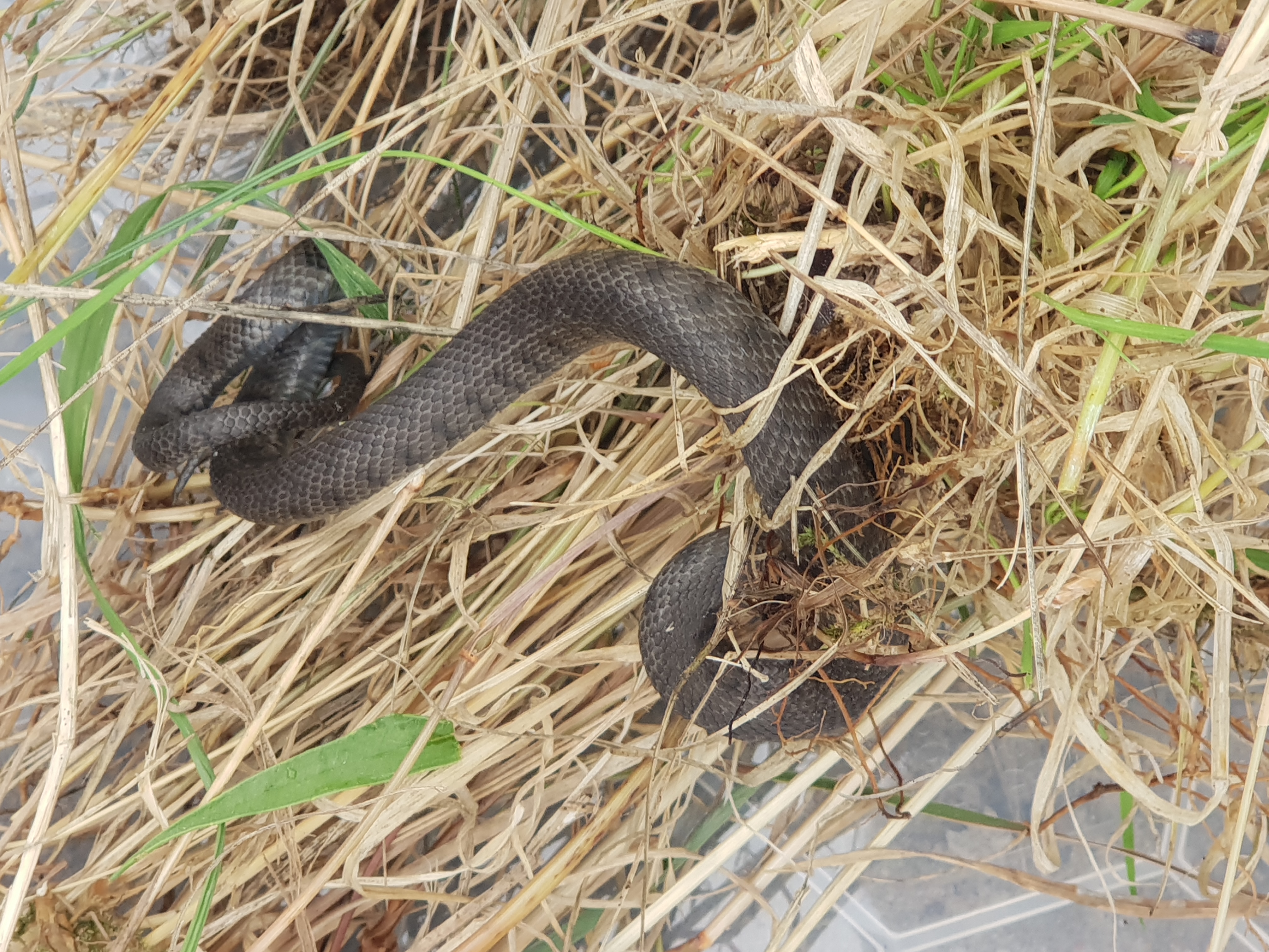 And finally... Firm invests almost half a million pounds in snakes and lizards relocation