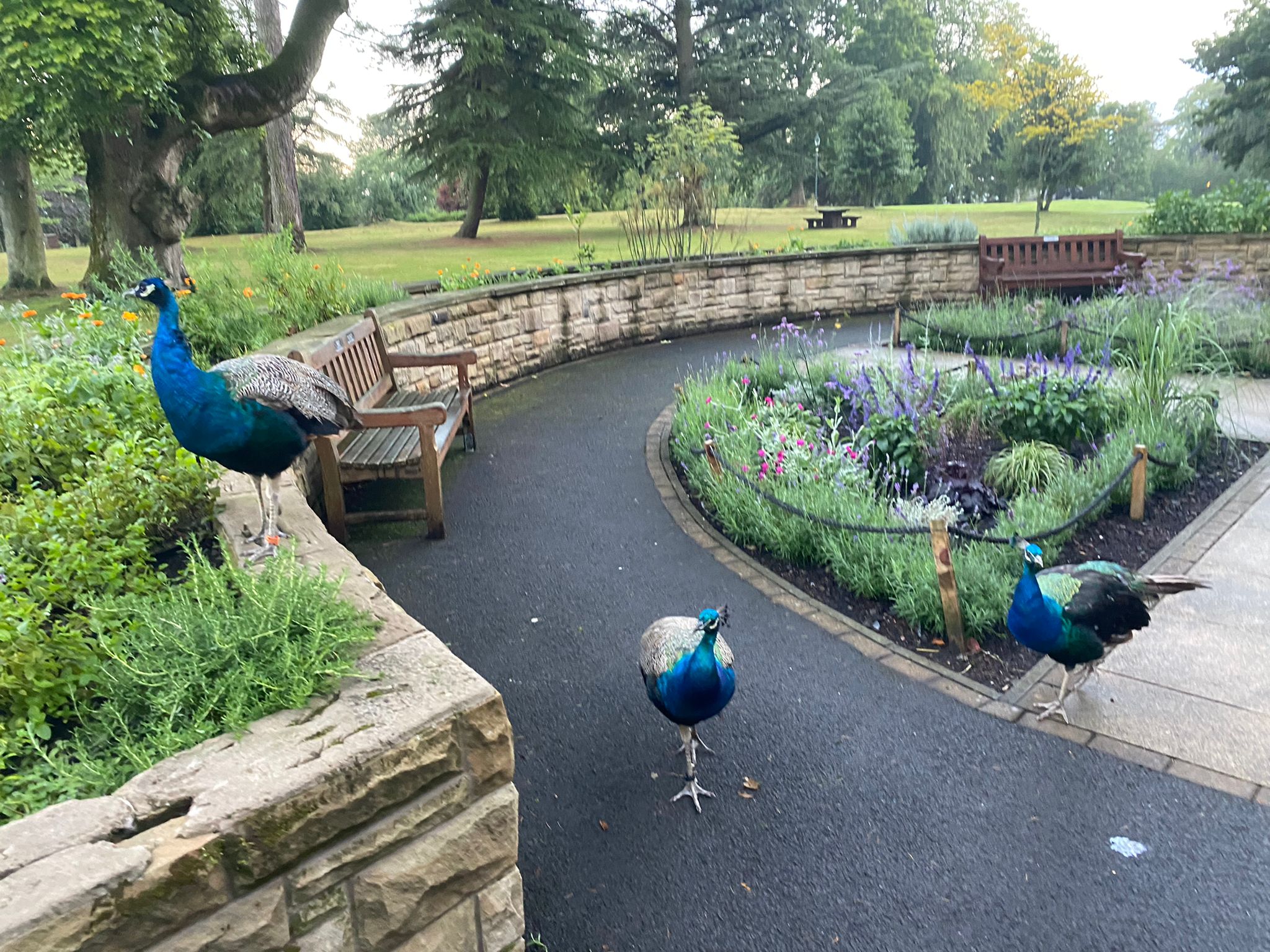 Peacock charity receives helping hand from Taylor Wimpey