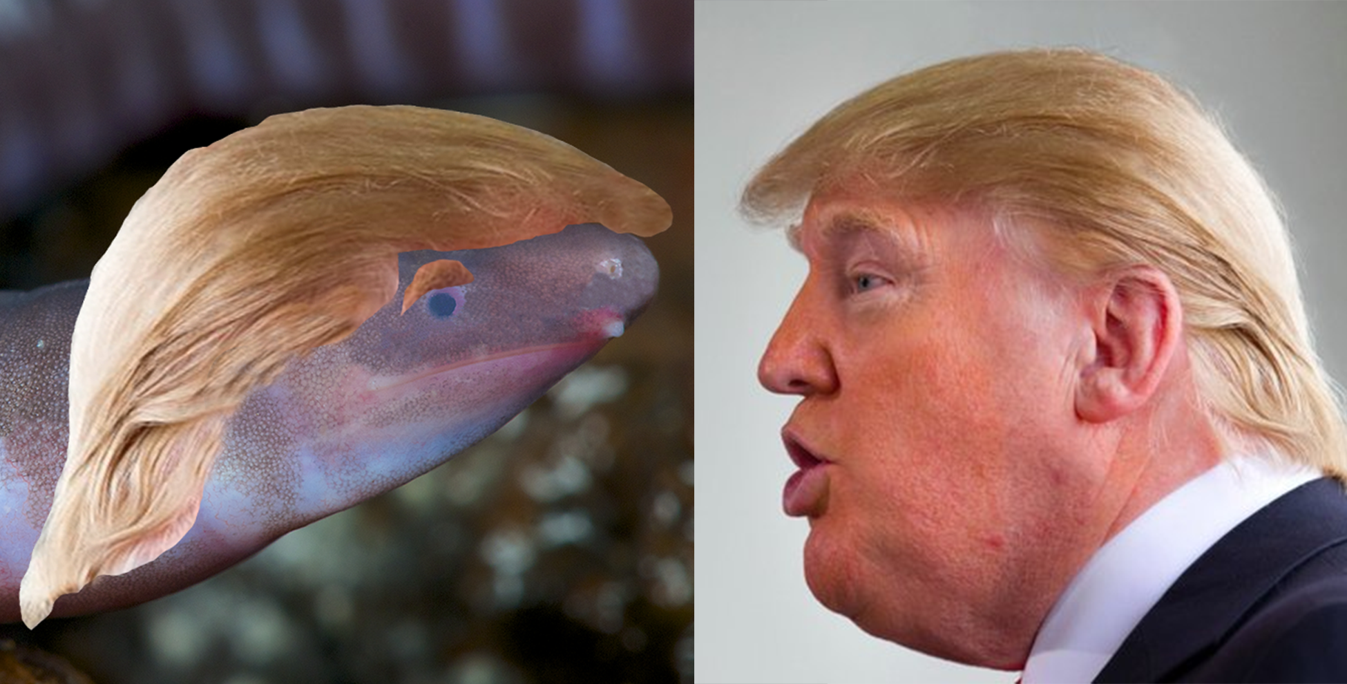 And finally... Building boss names blind amphibian after Donald Trump