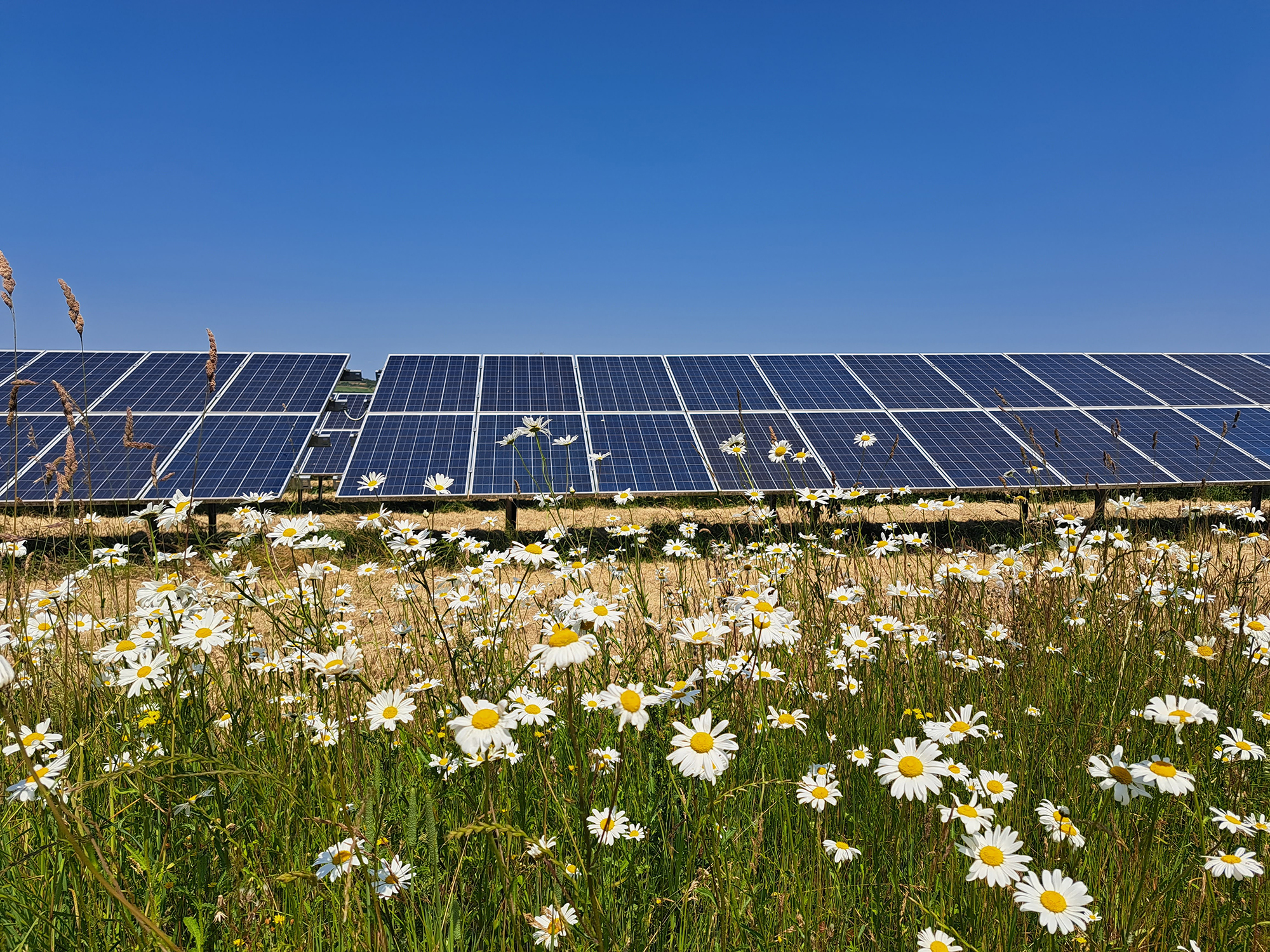 Plans submitted for Angus solar farm to power 15,000 homes