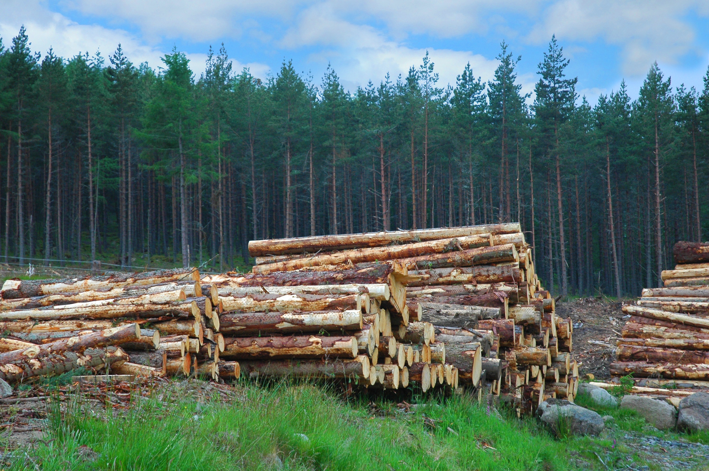 Sam Hart: Seeing the wood for the trees - how timber can help Scotland deliver sustainability
