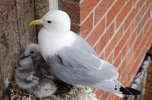 And finally... Aberdeen resorts to shock tactics to keep gulls off gallery roof