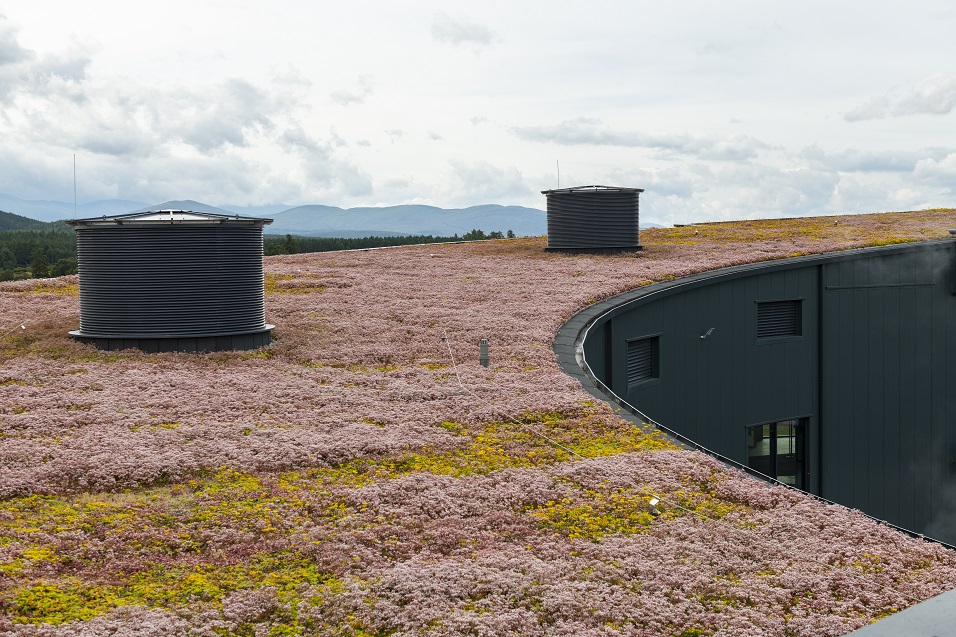 And finally... green roof at The Cairn Distillery becomes haven for bees