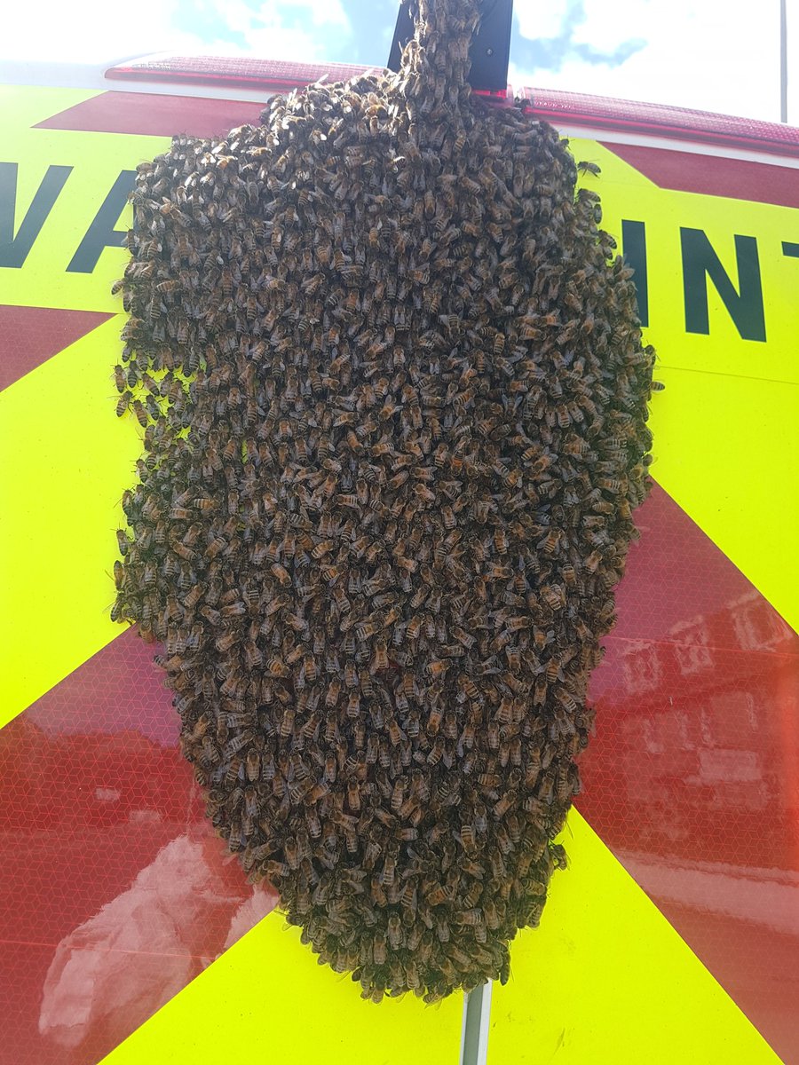 And finally... Bees swarm Aberdeen work van