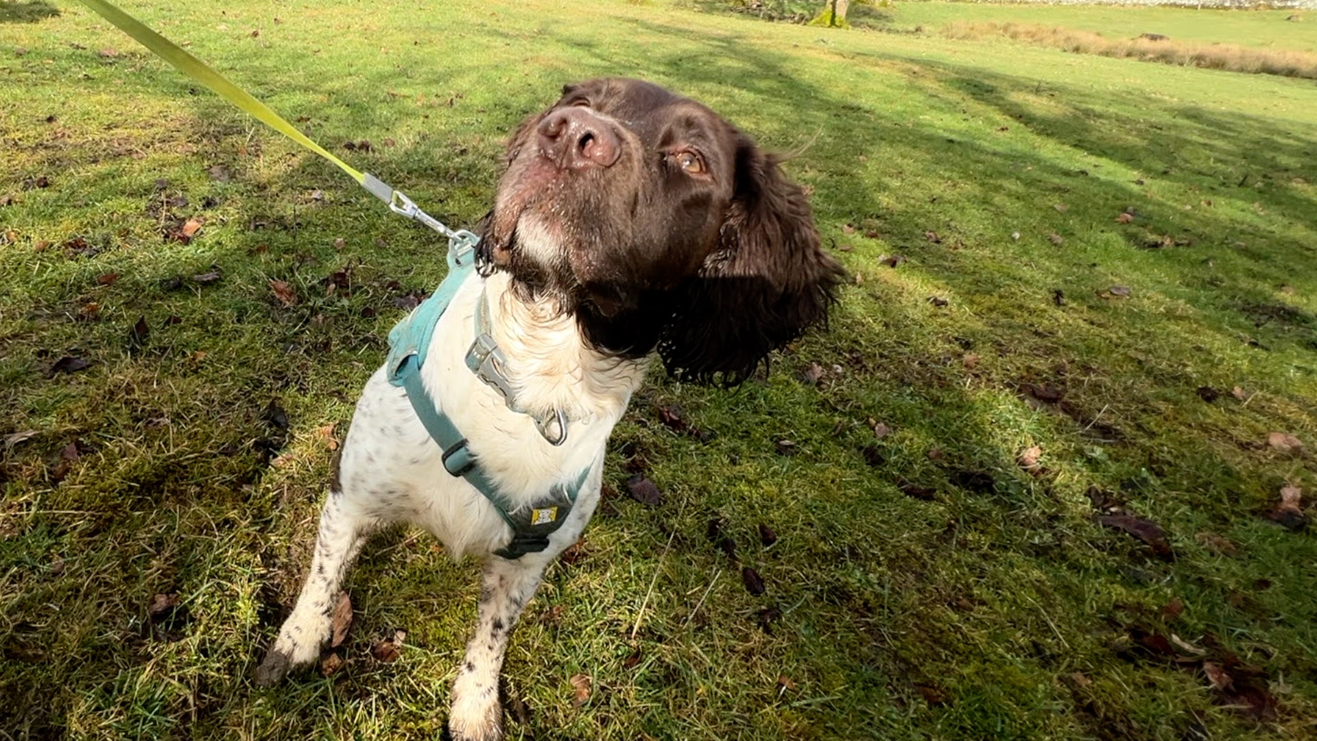 And finally... Springer spaniels