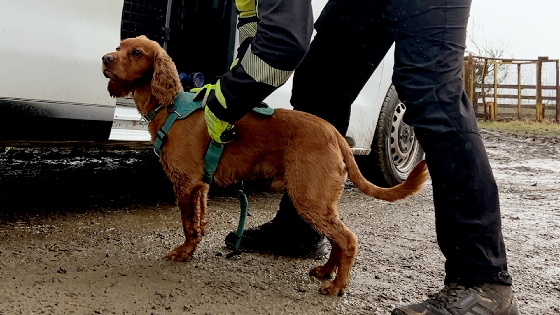 And finally... Springer spaniels