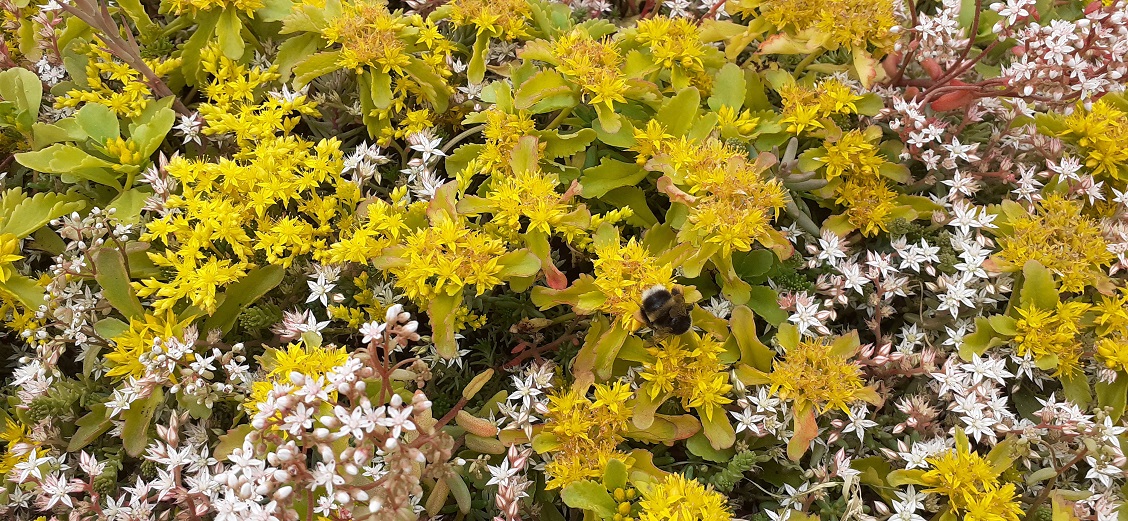 And finally... green roof at The Cairn Distillery becomes haven for bees