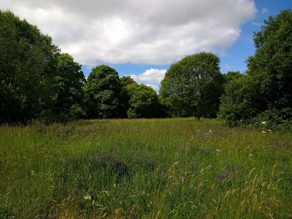 Ravenscraig woodlands plans to be opened to public