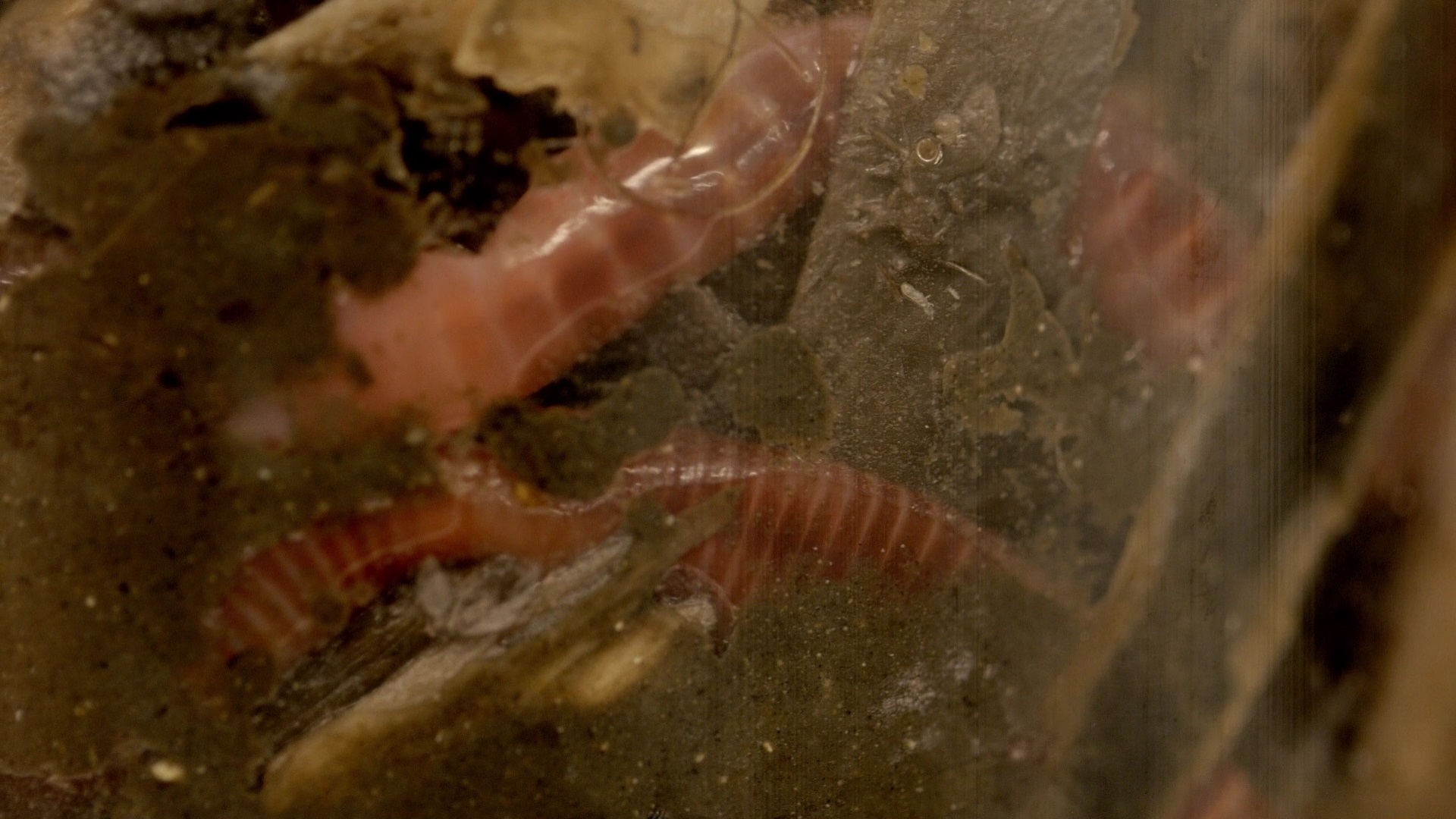 And finally...  Earthworms used to treat waste water as part of innovative study