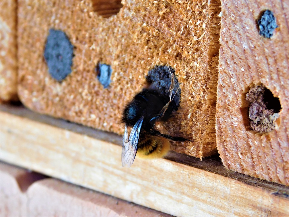 And finally... Brighton makes bee line for mandatory swift bricks