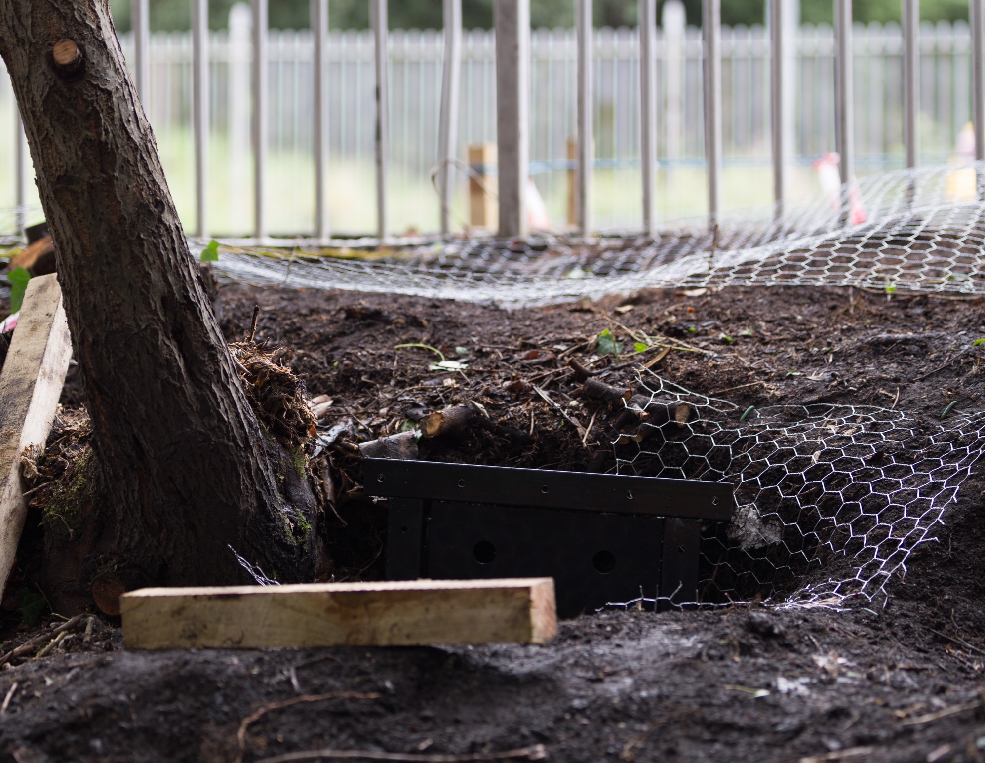 And finally... Badgers sett to keep homes as Network Rail finds workaround