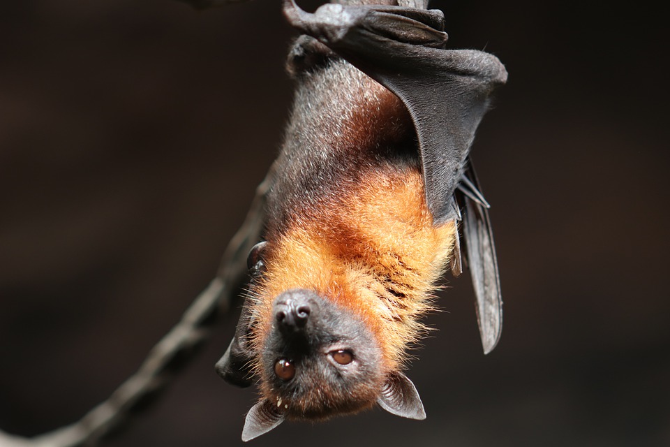 And finally... Batty