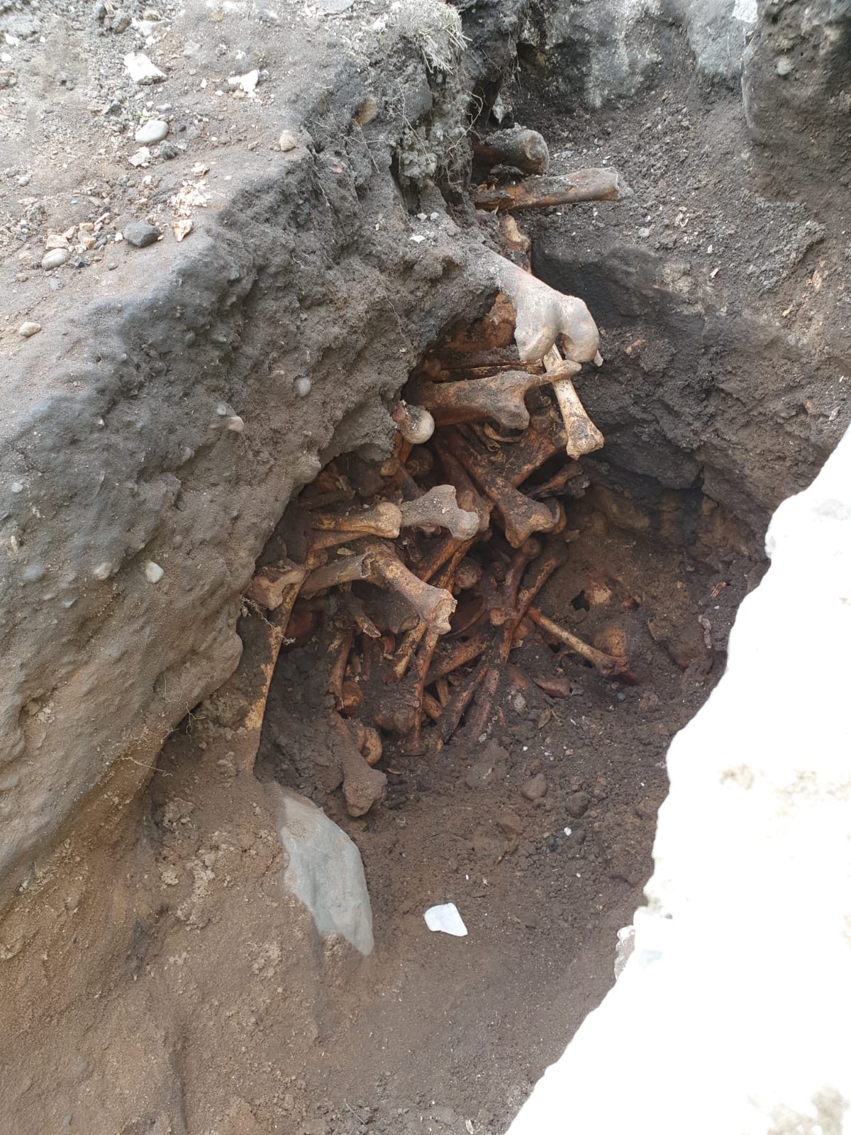 And finally... Rare whale bones uncovered in tram project excavations