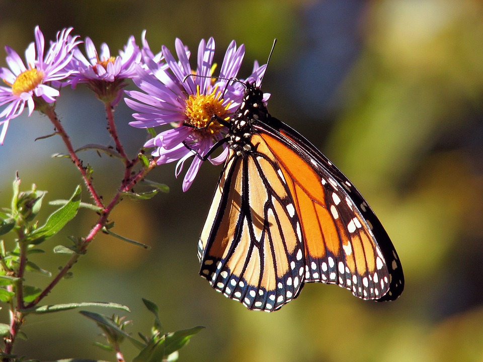 And finally... Trump’s wall threatened by butterflies