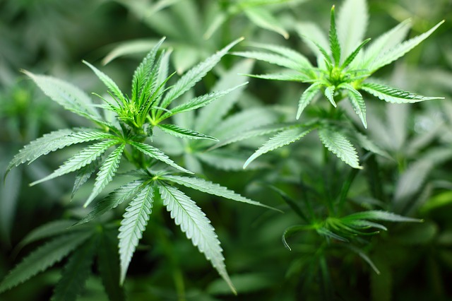 And finally... Green light for Scotland’s first legal cannabis farm