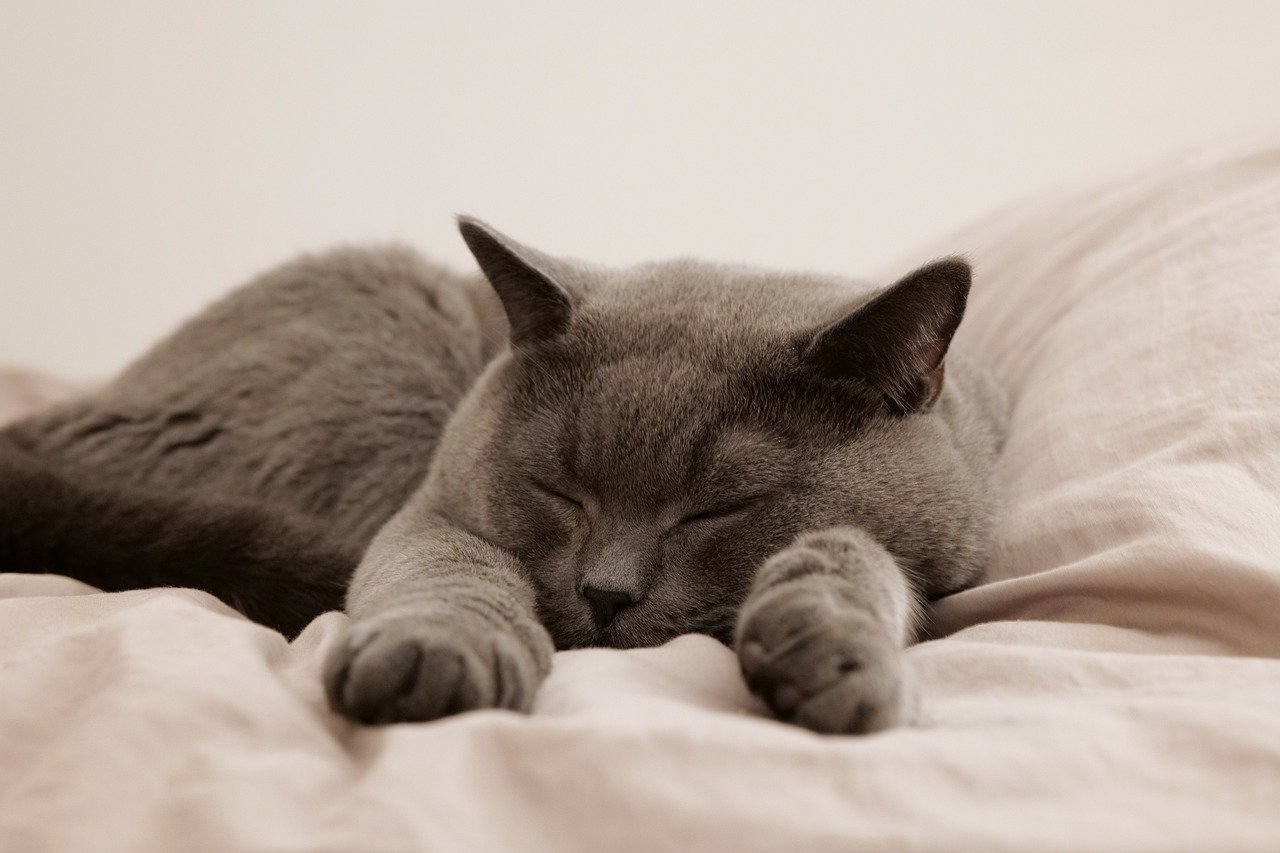 And finally... purr-sistence pays off