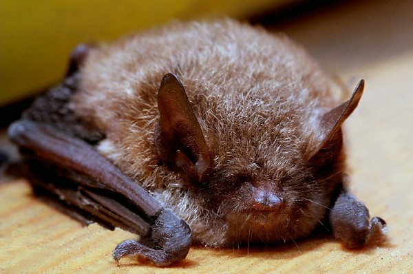 And finally... Matchbox-sized bat holds up £20m development at University of St Andrews