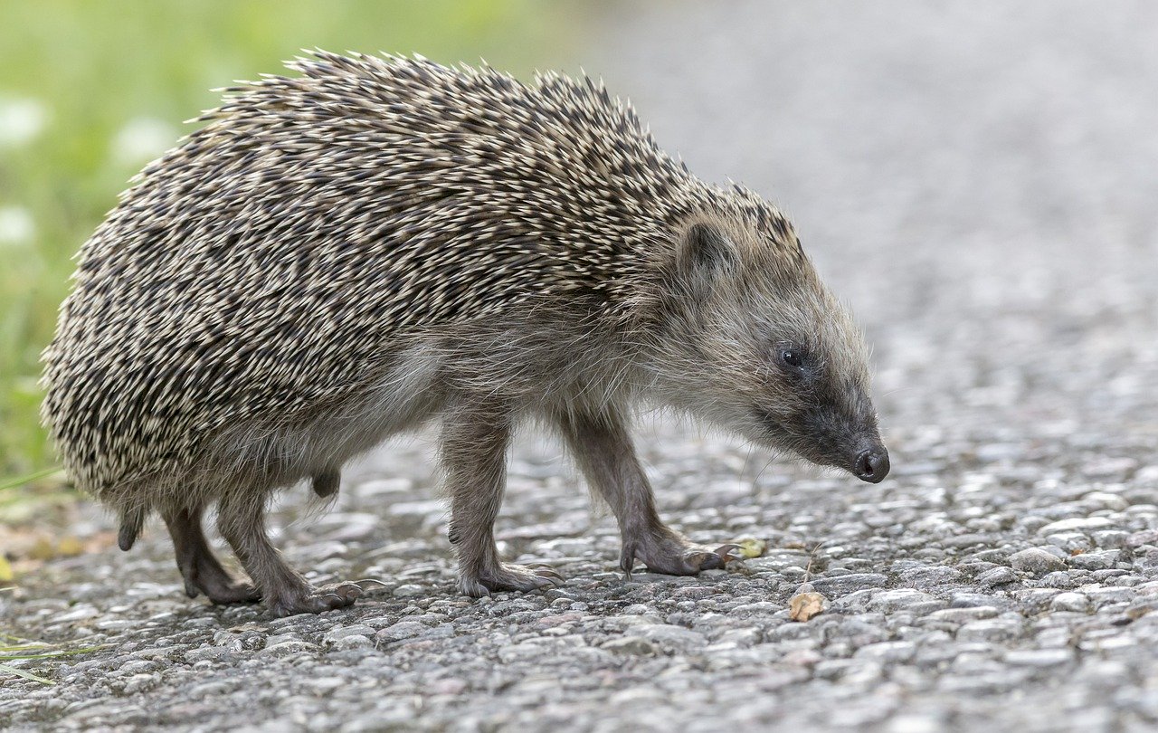 And finally... Housebuilder commits to ‘hedgehog highways’