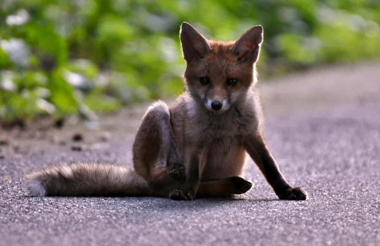 And finally... Stray puppy saved from construction site turns out to be fox cub