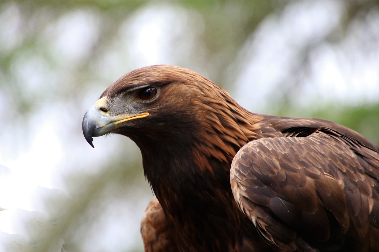 Renewables project in protected golden eagle site complete