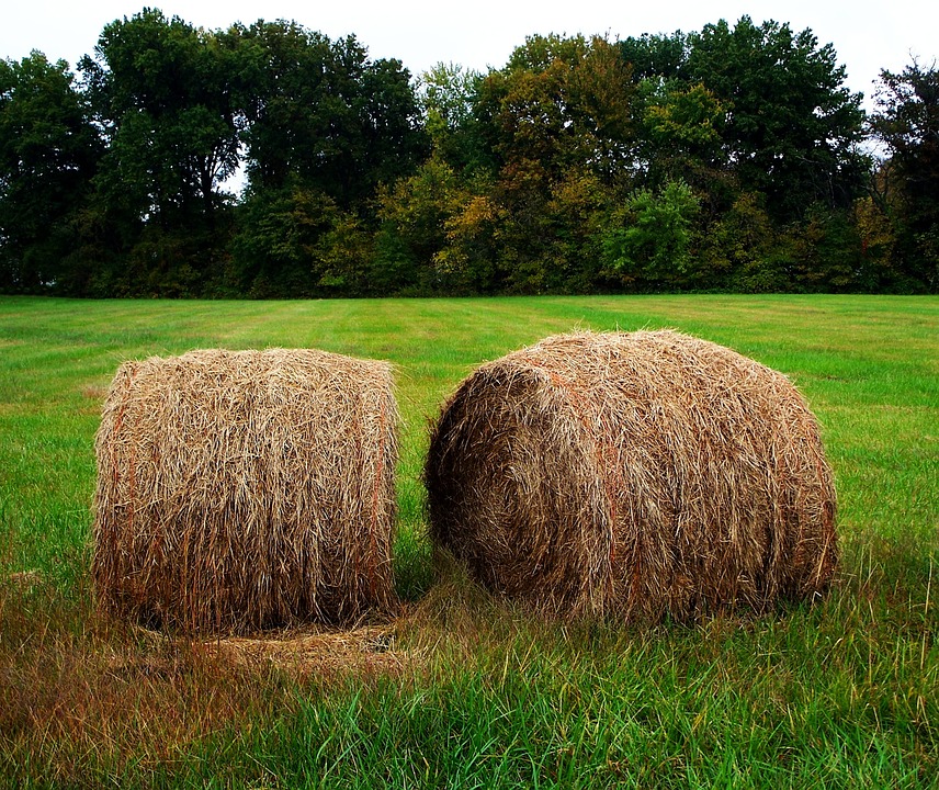 And finally... Deeside charity plans new office made of straw