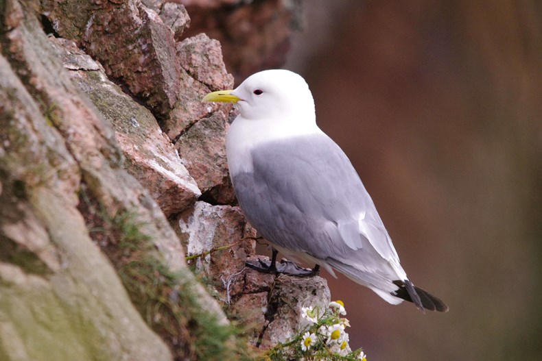 And finally... Gulls raise height of planned wind farm