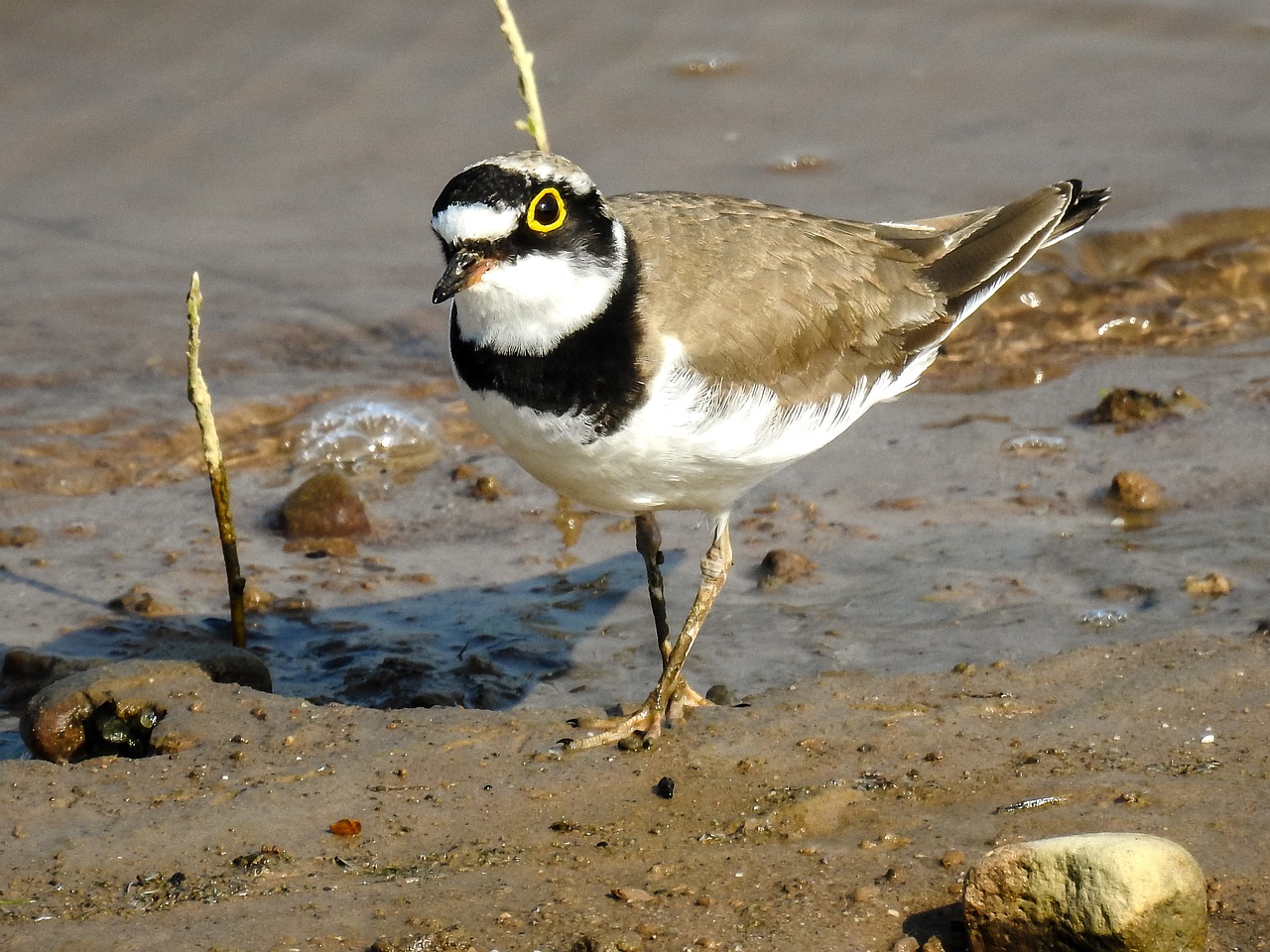 And finally... Rare endangered birds make home at foot of Scottish wind turbine