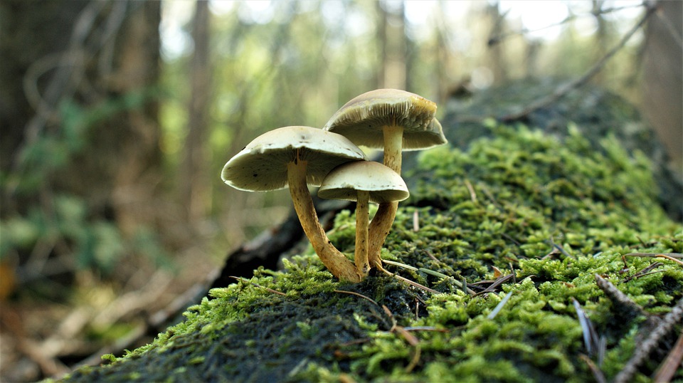 And finally... BAM to study whether fungi can prevent landslips