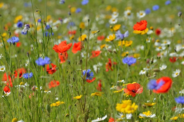 Thirty per cent of Scotland’s land to be ‘protected for nature’