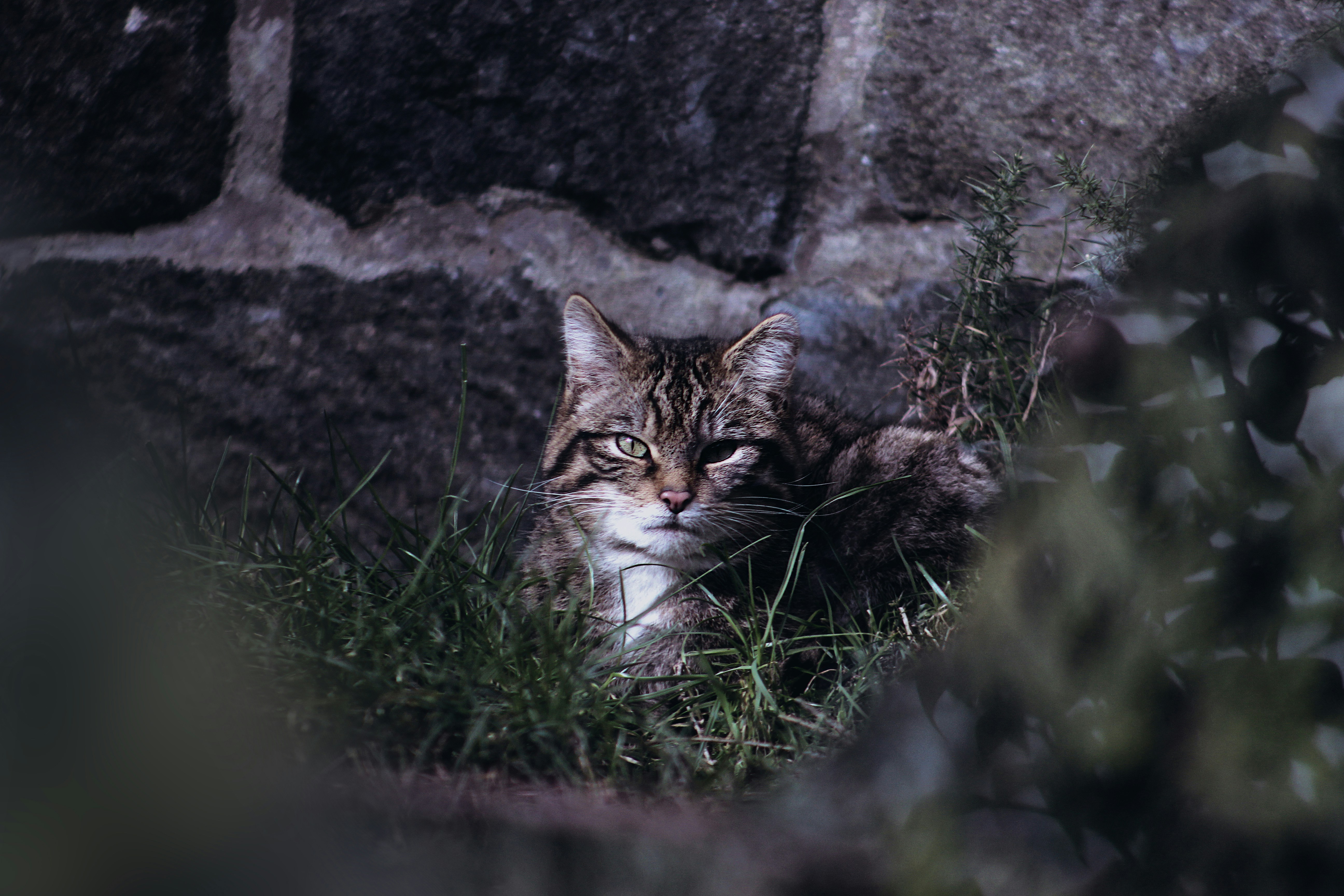 Wildcat protection company lose challenge against windfarm planning permission