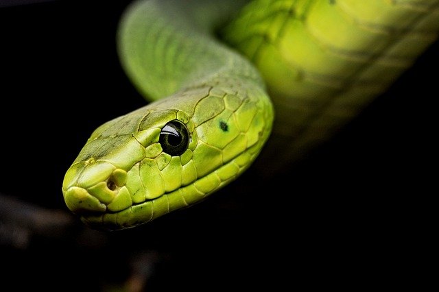 And finally... snake on a train