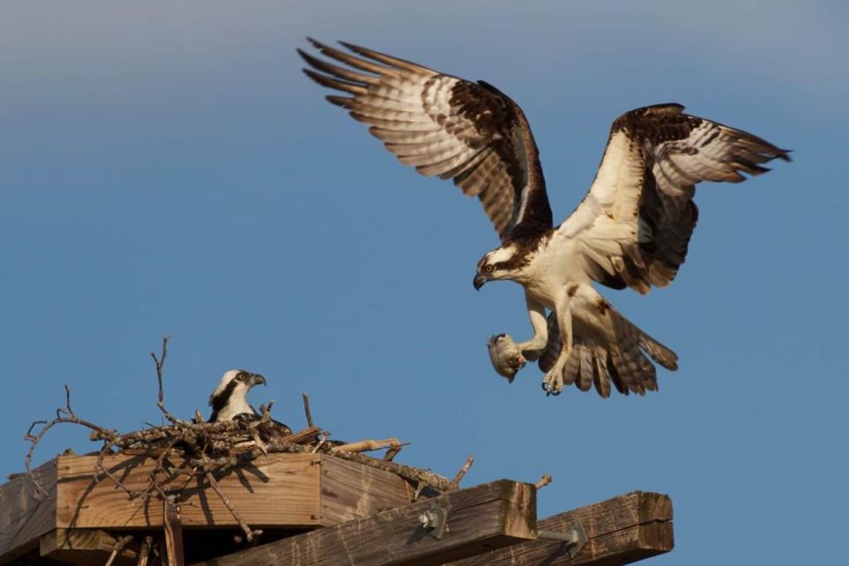 And finally... SSEN Transmission’s purpose-built osprey nest proves a success