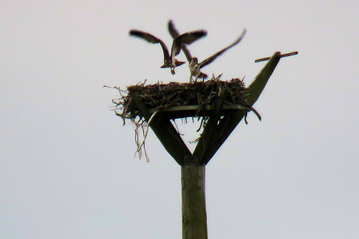 And finally... SSEN Transmission’s purpose-built osprey nest proves a success