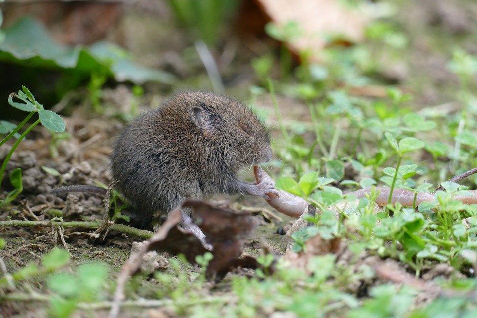 And finally... New technology aims to protect threatened mammals from urban development