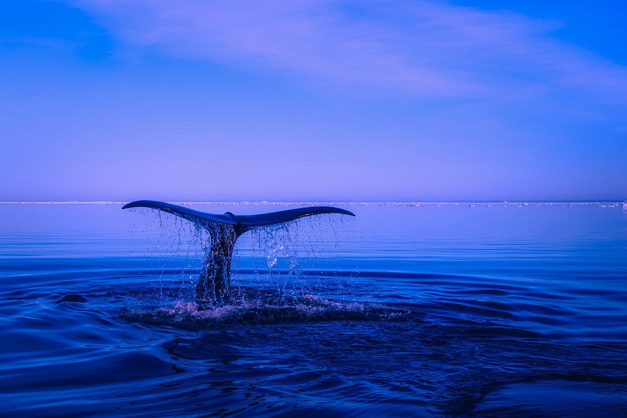 And finally... Runaway train caught by whale sculpture